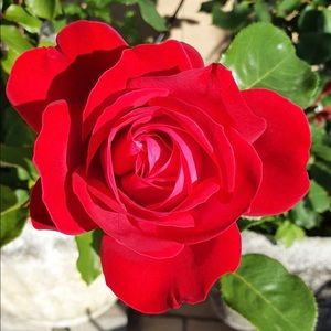 Meet your Posher, Manuela